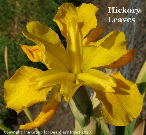 Hickory Leaves (2)